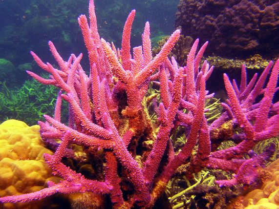 今期猪龙马出特，愿探珊瑚出宝钩打一准确生肖的警惕虚假宣传-统计解答解释落实